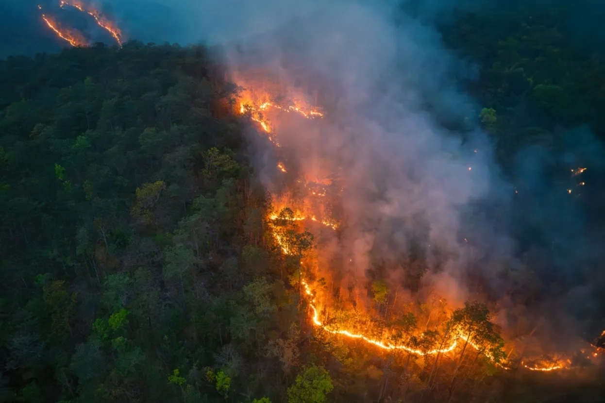 An aerial shot of a wildfire in a rainforest